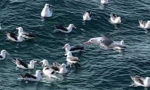 A Sea Of Albatross