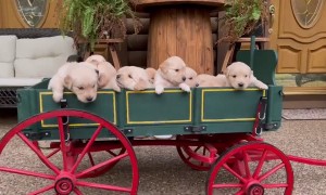 Wagon Full Of Golden Puppies