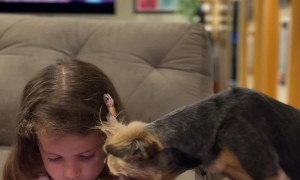 Yorkshire Terrier Watches Phone Videos