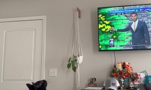 Black Cat Mimics Spinning Ceiling Fan