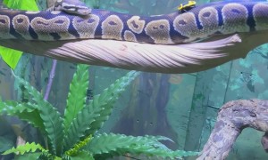 Python Flops Off Branch