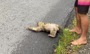 Saving a Sloth From a High Traffic Area