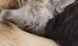 Golden Retriever Gives Newborn Kitten a Bath