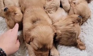 Adorable Golden Puppies Nap Together