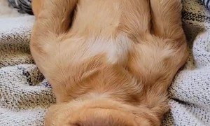 Golden Retriever Puppy Sleeps Soundly