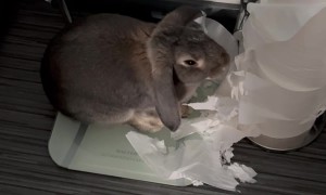 Naughty Rabbit Caught Destroying Toilet Paper Rolls