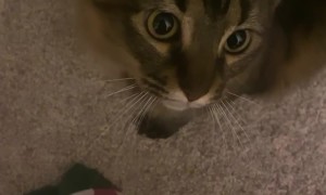 First-Time Cat Owner Learns a Valuable Lesson