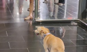 Dog Dances Towards Owner
