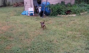 Clever Doggo Figures Out How to Get His Stick Through the Doggy Door