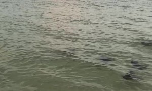 Stingrays Swim Along Beach at Sunset