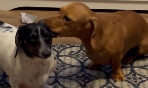 Doxie Pup Chews on His Sister's Ear