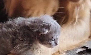Gentle Golden Retriever Babysits Newborn Kitten