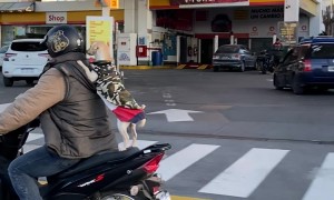 Puppy Rides Along on Motorcycle