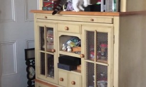 A Cat Who Knows What She Wants