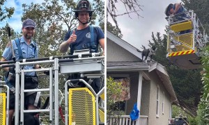 Firefighters rescue dog from rooftop