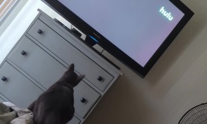 Jumping Is Not His Specialty