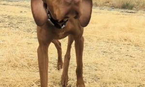 Pup Balances Pumpkin on His Head