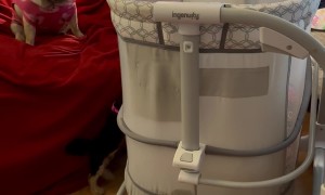 Determined Pup Dives Into Treat-Filled Bassinet