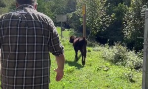 Rescuing A Trapped Calf