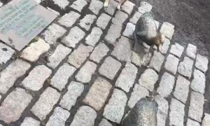 Pug Waits Patiently in Line