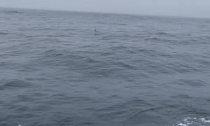 Porpoise Encounter Was Not On Purpose