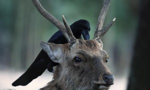 Bird Climbs On Top of Deer's Head
