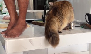 Cowardly Kitty Curious About Construction