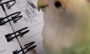 Parrot hilariously imitates scribbling pen