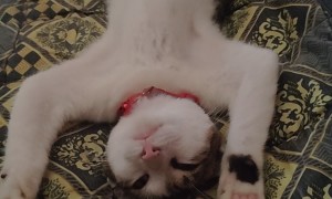 Kitty Too Tired to Move a Muscle