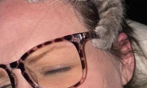 No Rest When You Have a Kitten