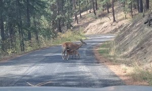 Mama Deer and Fawns Block Road