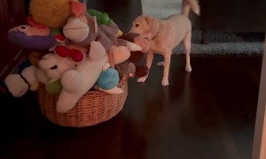 Dog Pulls Toy Out of Massive Pile