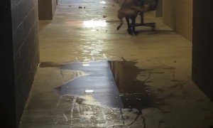 Belgian Malinois Creates Chaos With an Office Chair