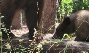 Charged By A Momma Bear