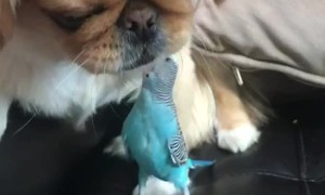 Pup and Parakeet Are Pals