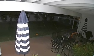 Hummingbird Flies Into Family's Home