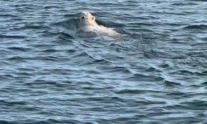 Polar Bear Encountered Swimming Far From Shore