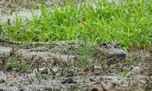 Alligator Camouflages In Murky Water