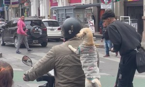 The Perfect Puppy Passenger