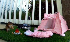 Chapo the Chipmunk Checks Out His Campsite