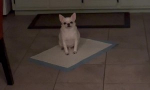 Dog Is A Bowling Pin