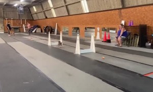 Koda The Dog Does An Agility Exercise