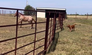 Golden Retriever Quickly Befriends Foal