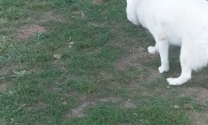 Husky Bamboozled By Fake Bunny