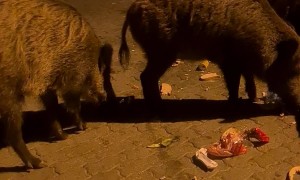 Boars Feed On Rubbish