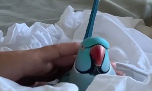 This Bird Thinks He Is a Cat