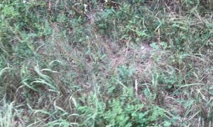 Woman Rescues Two Sweet Kittens From Roadside