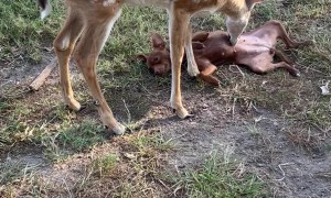 Deer Grooms A Dog