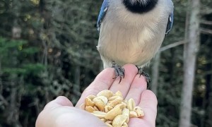 Woman Hand-Feeds Wild Blue Jay