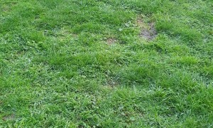 Sheep and Bulldog Play Together